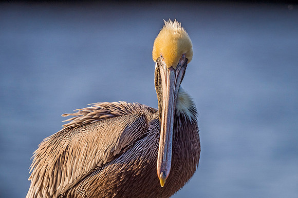 Brown_pelican_Mandeville_2020_2