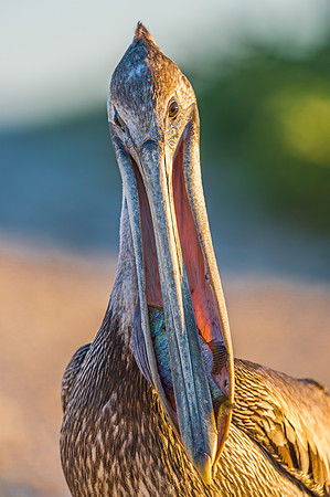Brown_pelican_BBMNWR_2020_2
