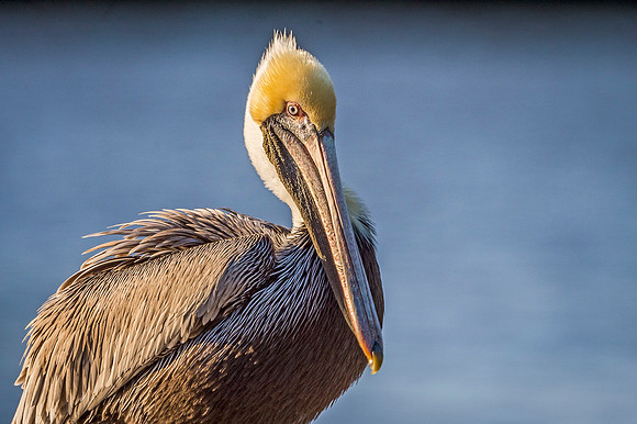 Brown_pelican_Mandeville_2020_1
