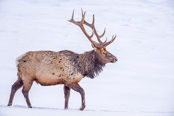 Elk_RMNP_2019_26