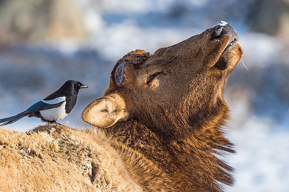 Elk_magpie_RMNP_2020_3