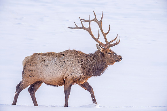Elk_RMNP_2019_27