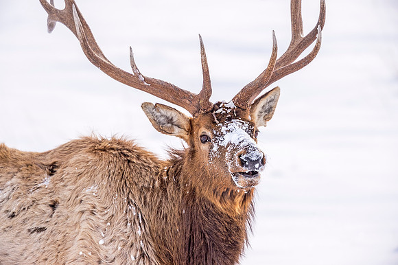 Elk_RMNP_2019_28