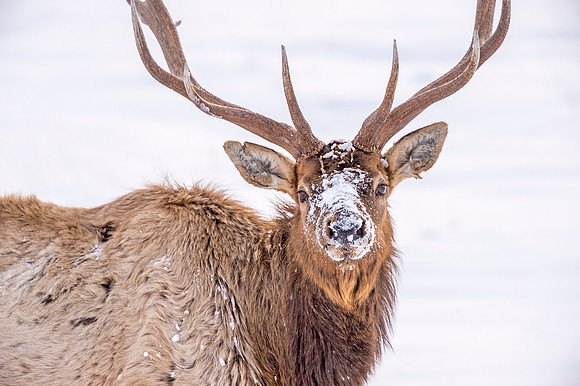 Elk_RMNP_2019_29
