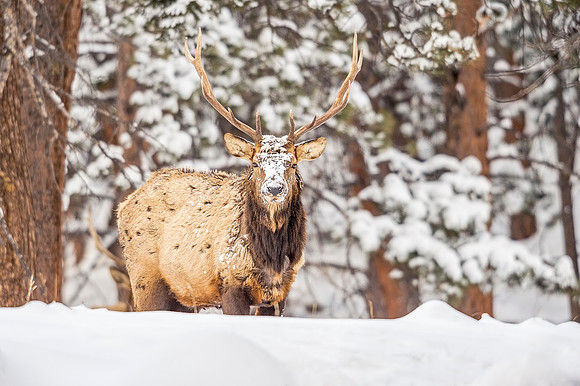 Elk_RMNP_2019_30