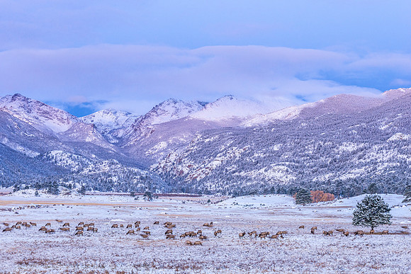 Elk_RMNP_2019_31