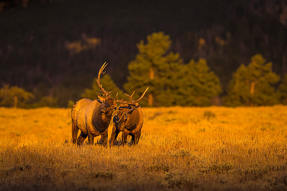 Elk_RMNP_2019_32