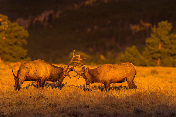 Elk_RMNP_2019_33