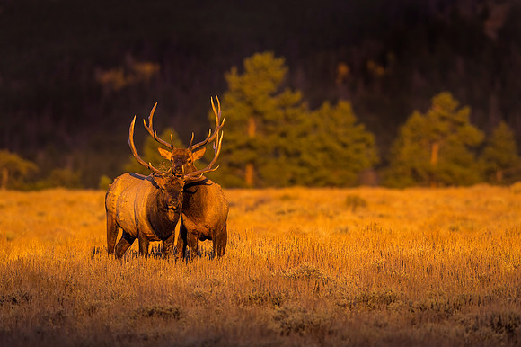 Elk_RMNP_2019_34