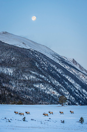 Elk_RMNP_2020_1