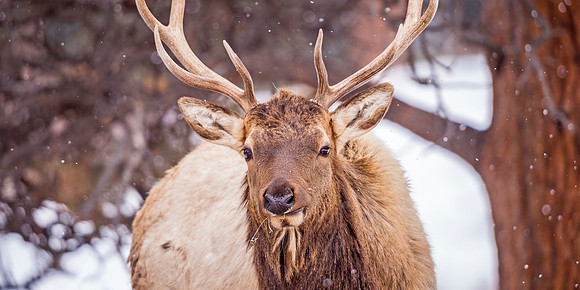 Elk_RMNP_2020_2