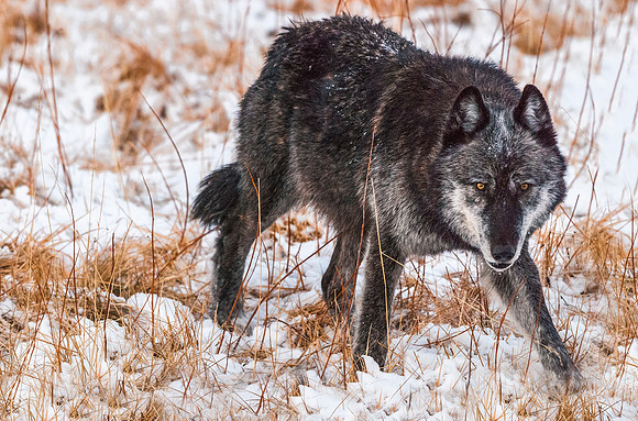 Wolf_YNP_2011_6
