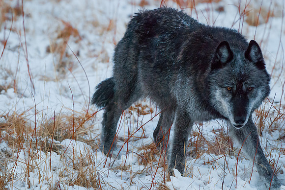 Wolf_3