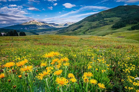 Crested_Butte_Wildflowers_2019_1