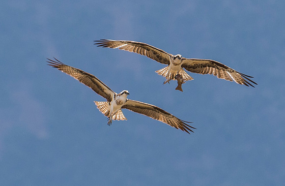 osprey_41