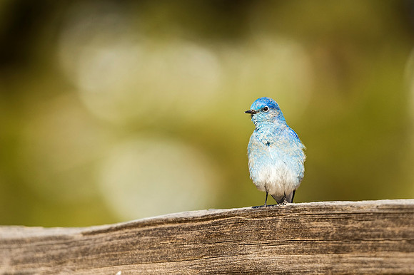 Mountain_bluebird_EP_2020_1