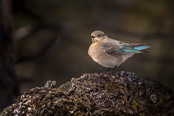 Mountain_bluebird_EP_2020_3