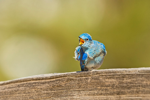 Mountain_bluebird_EP_2020_2