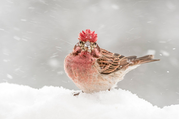 Cassins_finch_EP_2020_1
