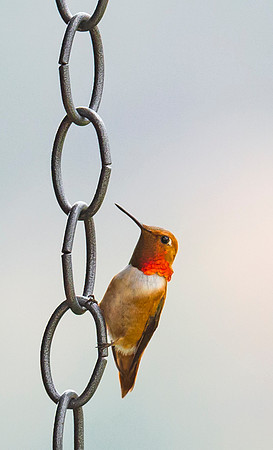 Rufous_hummingbird_1