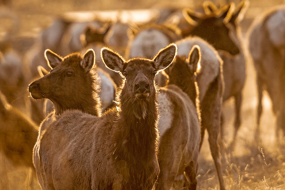 Z3-Elk_GTNP_2021_1