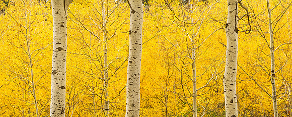 Triple_Aspens_2012_1