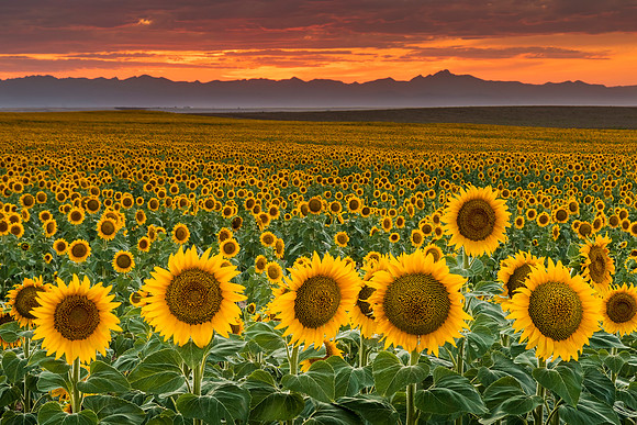 Sunflowers_sunset_2019_6