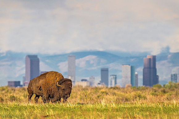 Bison_RMANWR_2020_1