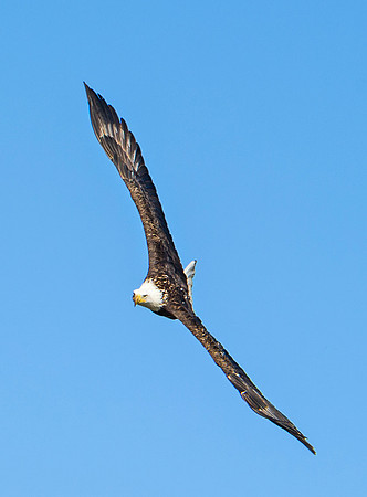 Bald_eagle_86