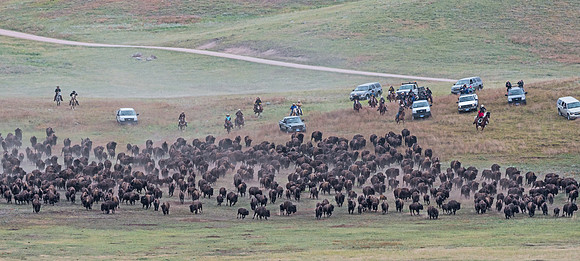 Bison_roundup_8