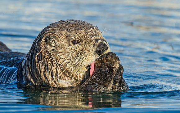 Sea_otter_4