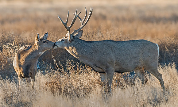 Mule_deer_buck_67