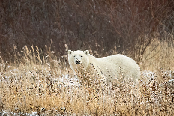 Polar_bear_CH_2024_1