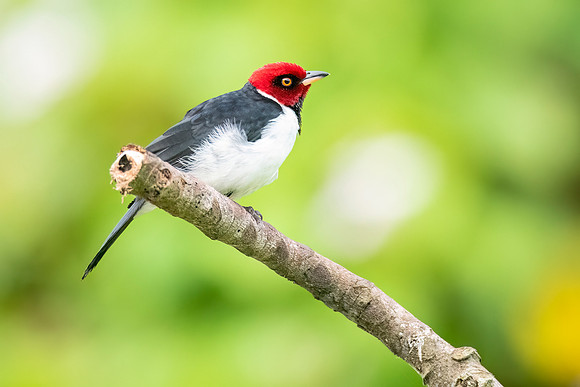 Red-capped_cardinal_Peru_2024_1
