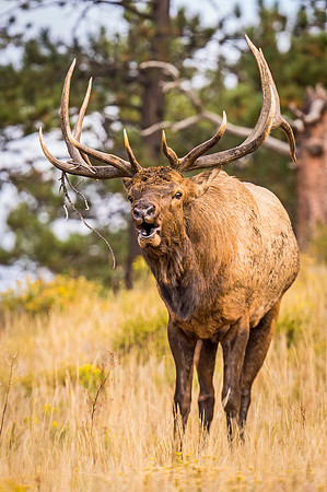 Elk_RMNP_2014_100