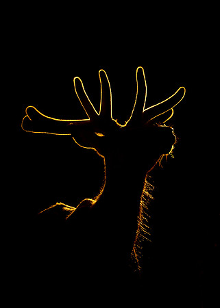 Elk_EP_2020_101
