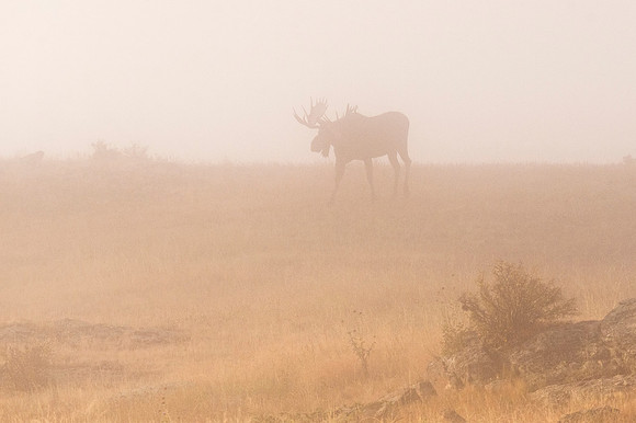 Moose_RMNP_2019_13