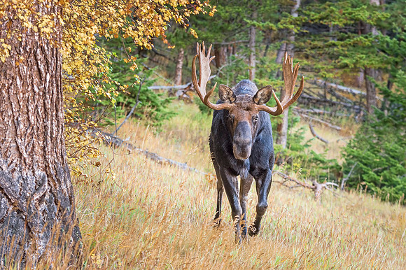 Moose_RMNP_2019_14