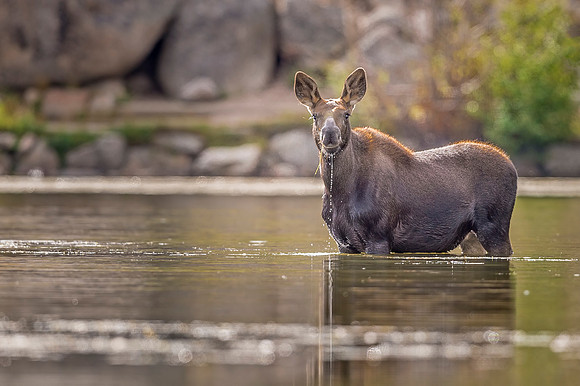Moose_RMNP_2019_15