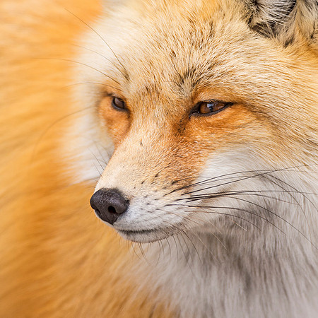 Red_fox_GTNP_7