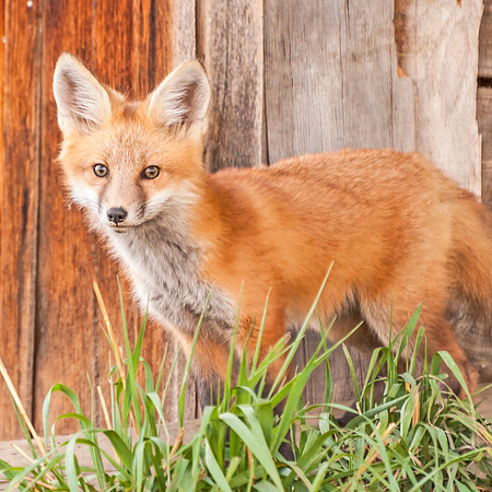 Red_fox_Loveland_2012_1