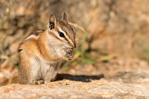 Chipmunk_5
