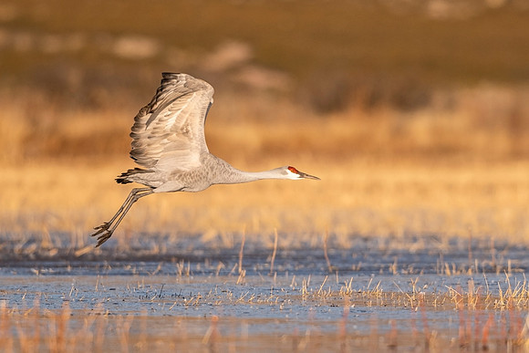 Sandhill_crane_BDANWR_2021_2