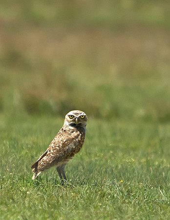 Burrowing Owl