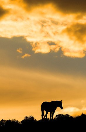 Wild_horse_10