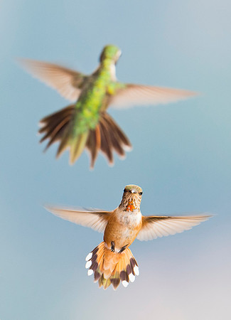 Hummingbird_5