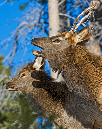 Elk_18