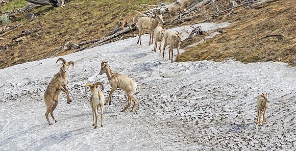 Bighorn_sheep_999