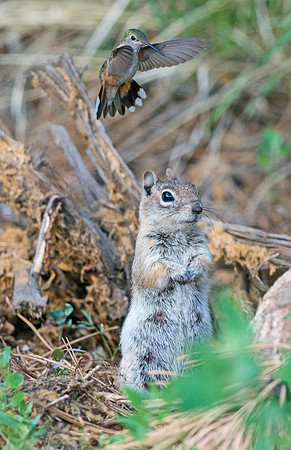 Squirrel_and_hummingbird_3
