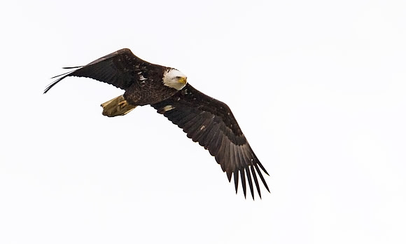 Bald_eagle_76